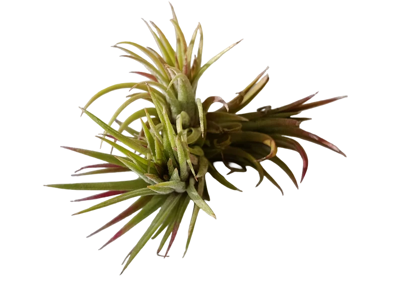 Tillandsia Mexico Planta Natural Clavel Del Aire Colgante