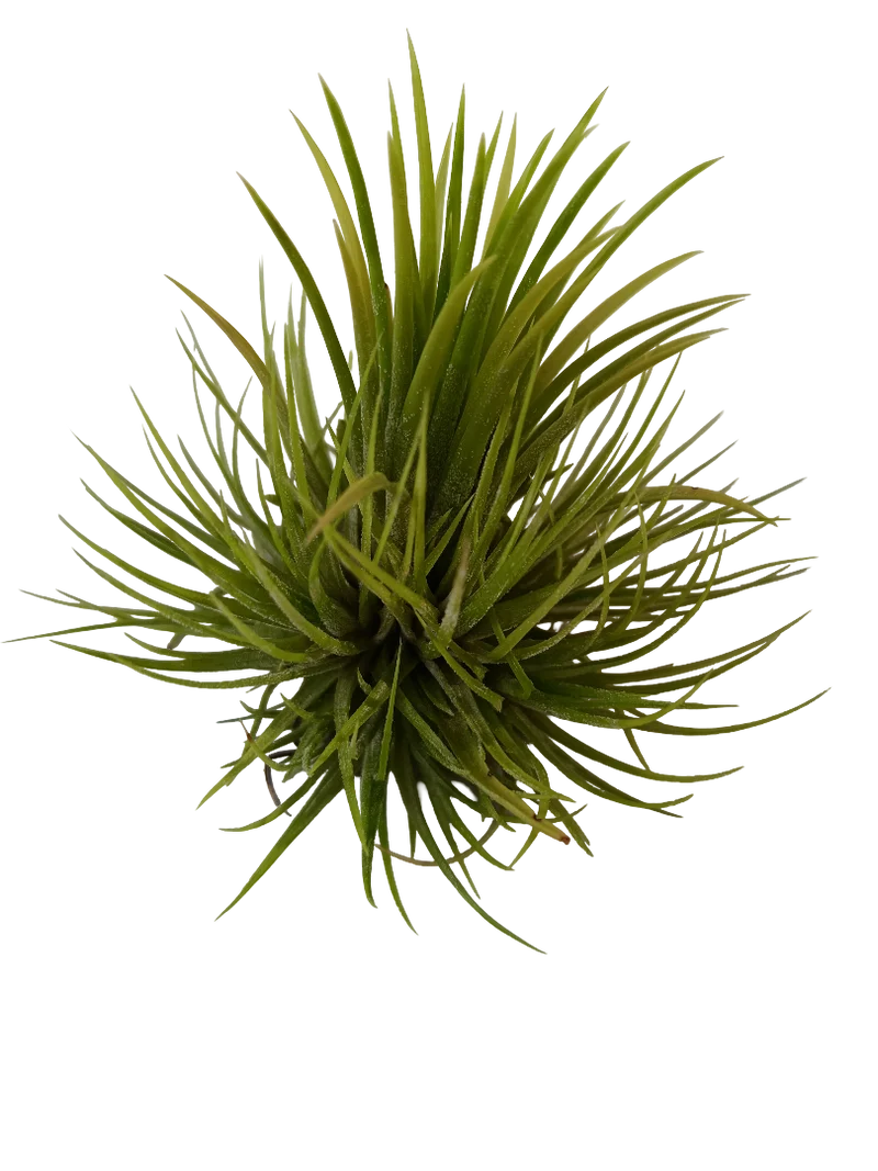 Tillandsia Green Snow Planta Natural Clavel Del Aire