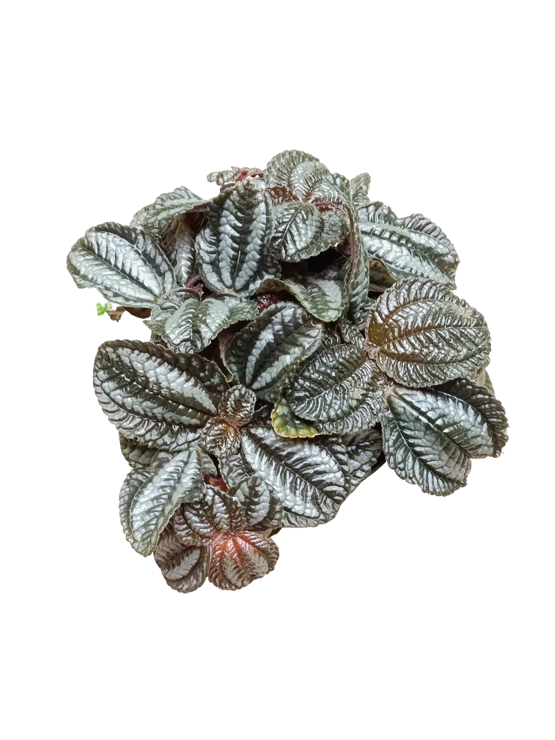 Pilea Norfolk Ø8 Planta De Interior Hoja Negra