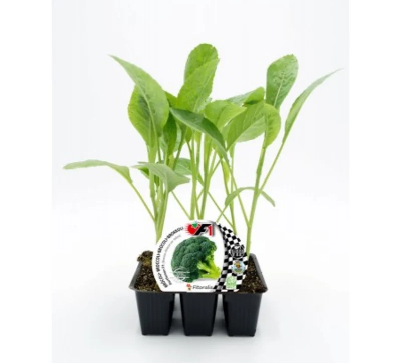 Pack Plantones Brócoli Híbrido F1 Parthenon 6 Ud. Natural - Fitoralia