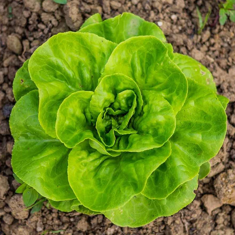 Kit De Cultivo De Lechuga Trocadero