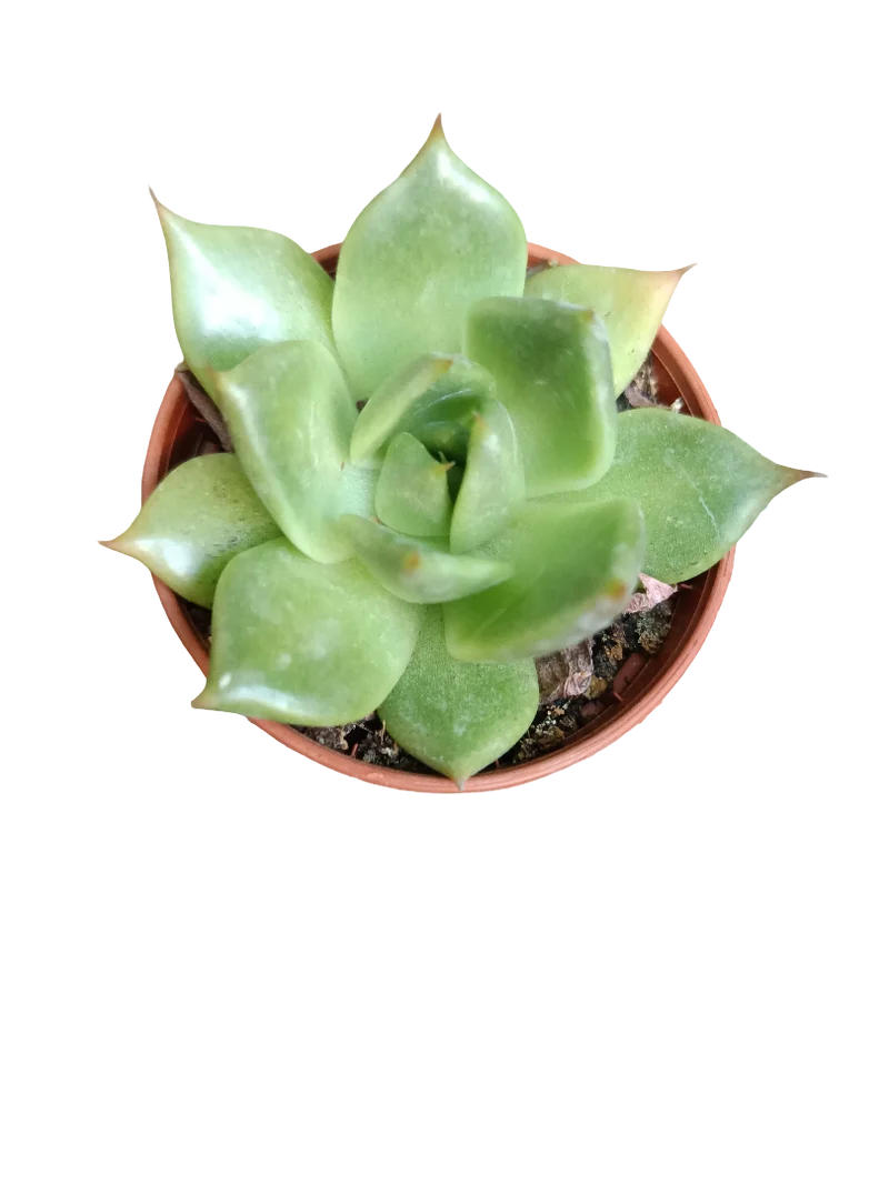 Planta Suculenta ☼ Surtida Aleatoria Pequeña Ø5 Venta Por Unidad