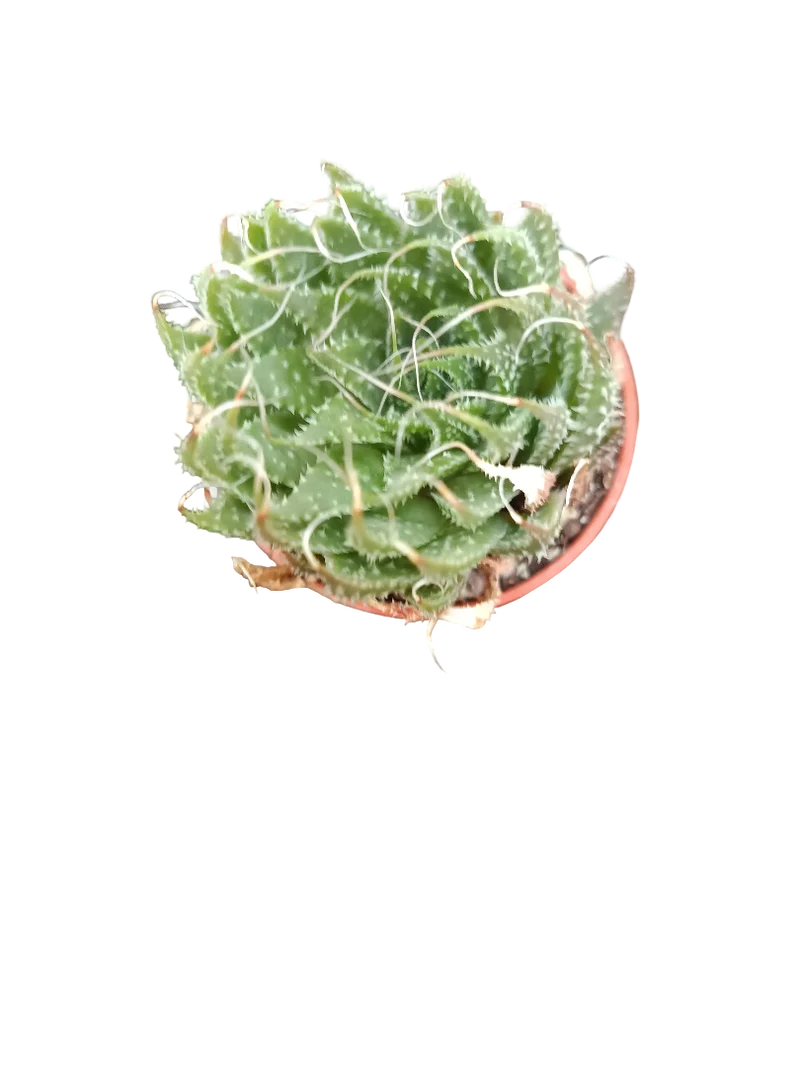 Planta Suculenta ☼ Surtida Aleatoria Pequeña Ø5 Venta Por Unidad