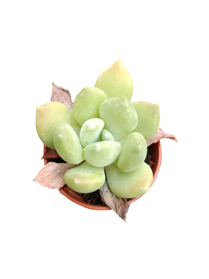 Planta Suculenta ☼ Surtida Aleatoria Pequeña Ø5 Venta Por Unidad