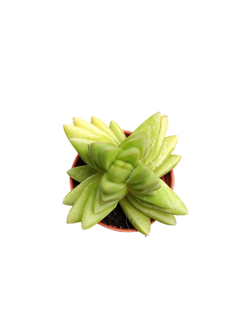 Planta Suculenta ☼ Surtida Aleatoria Pequeña Ø5 Venta Por Unidad