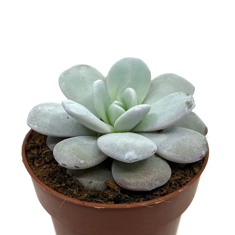 Echeveria Laui Cactus Y Suculentas M8,5 cm Ø