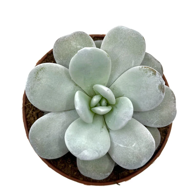 Echeveria Laui Cactus Y Suculentas M8,5 cm Ø