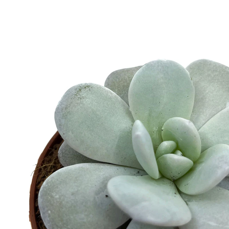 Echeveria Laui Cactus Y Suculentas M8,5 cm Ø