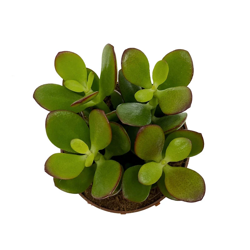 Crassula Ovata Cactus Y Suculentas M8,5 cm Ø