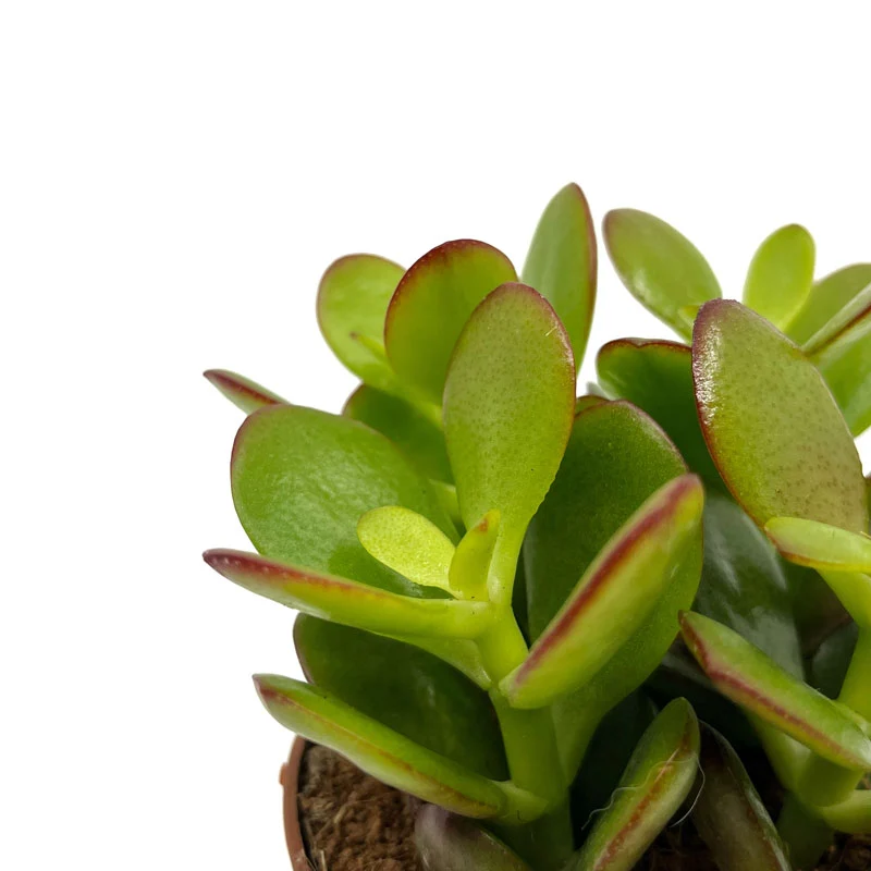 Crassula Ovata Cactus Y Suculentas M8,5 cm Ø