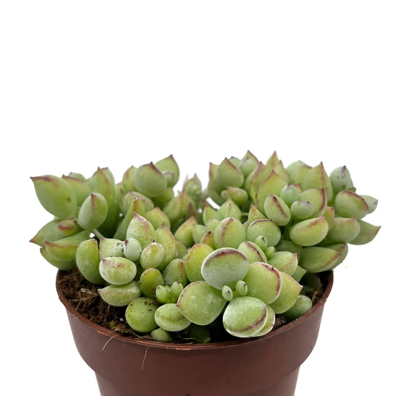 Cotyledon Pendens Cactus Y Suculentas M8,5 cm Ø
