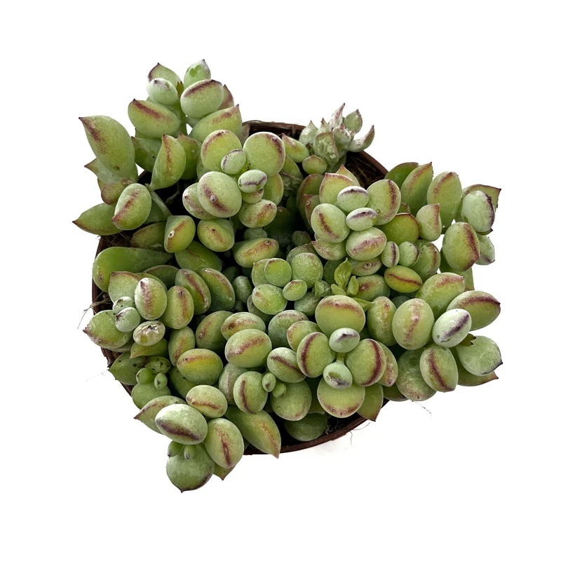 Cotyledon Pendens Cactus Y Suculentas M8,5 cm Ø