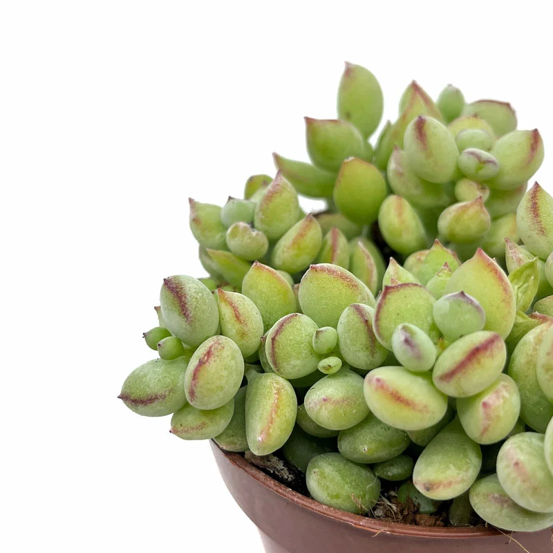 Cotyledon Pendens Cactus Y Suculentas M8,5 cm Ø