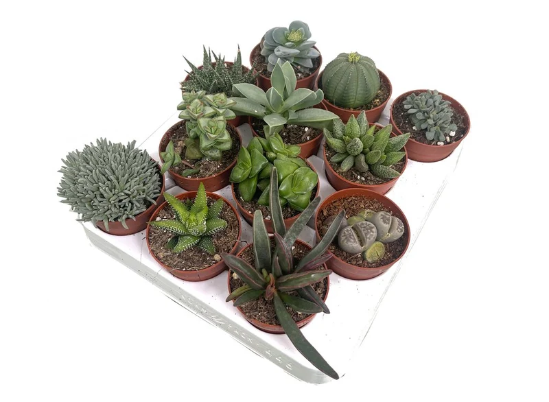 Suculentas De Coleccion 12 Unidades (planta Crasa)