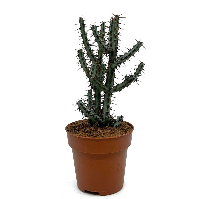 Euphorbia Aeruginosa Cactus Y Suculentas M8,5 cm Ø