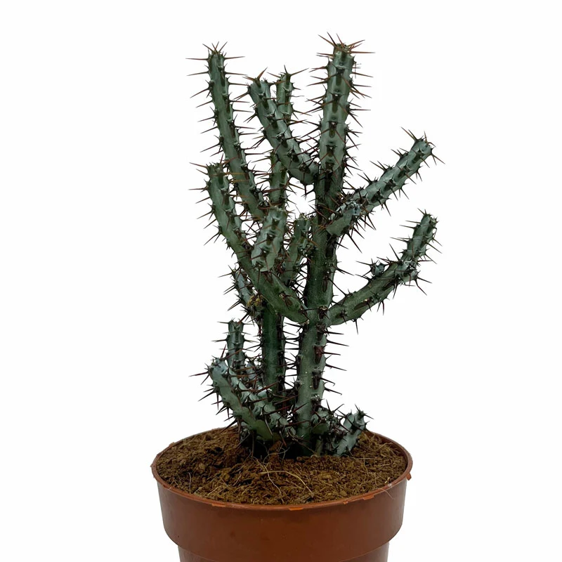 Euphorbia Aeruginosa Cactus Y Suculentas M8,5 cm Ø