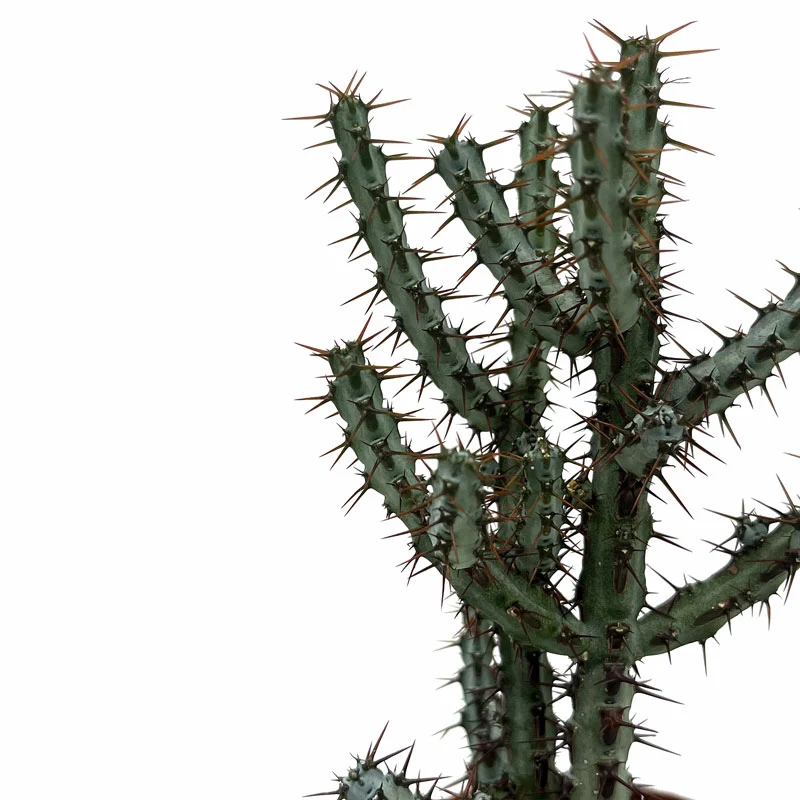Euphorbia Aeruginosa Cactus Y Suculentas M8,5 cm Ø