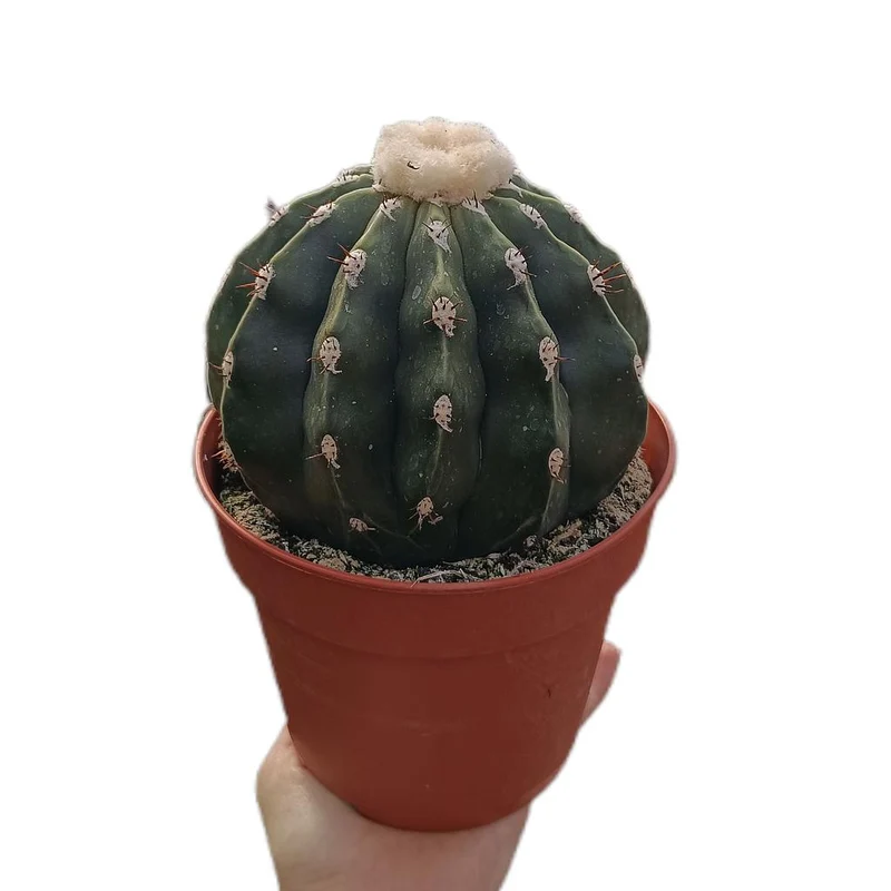 Melocactus Maxonii M15