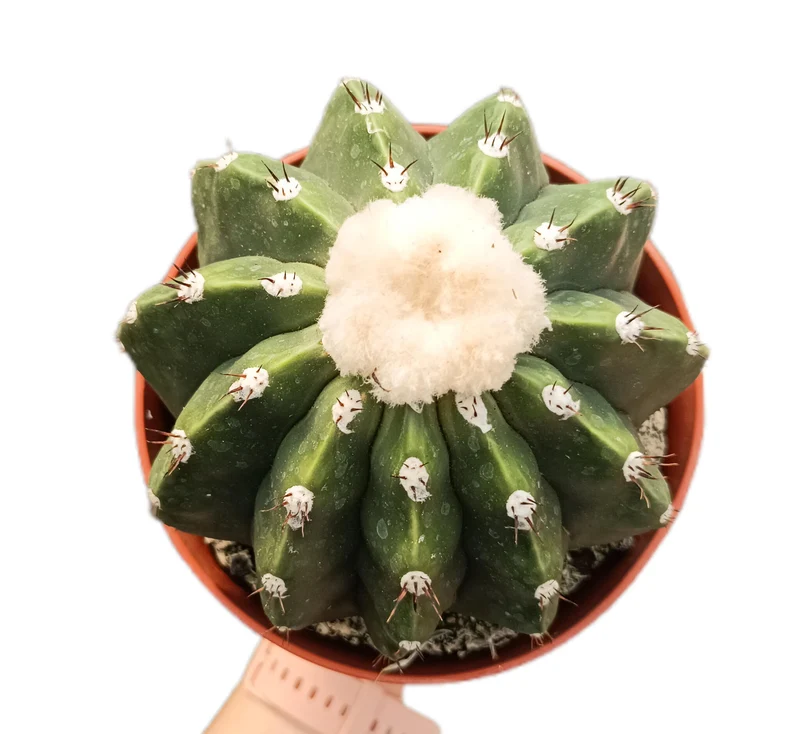 Melocactus Maxonii M15