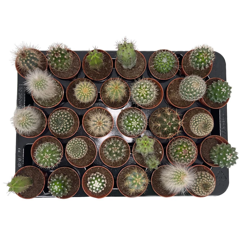 Pack 24 Cactus Variado M5