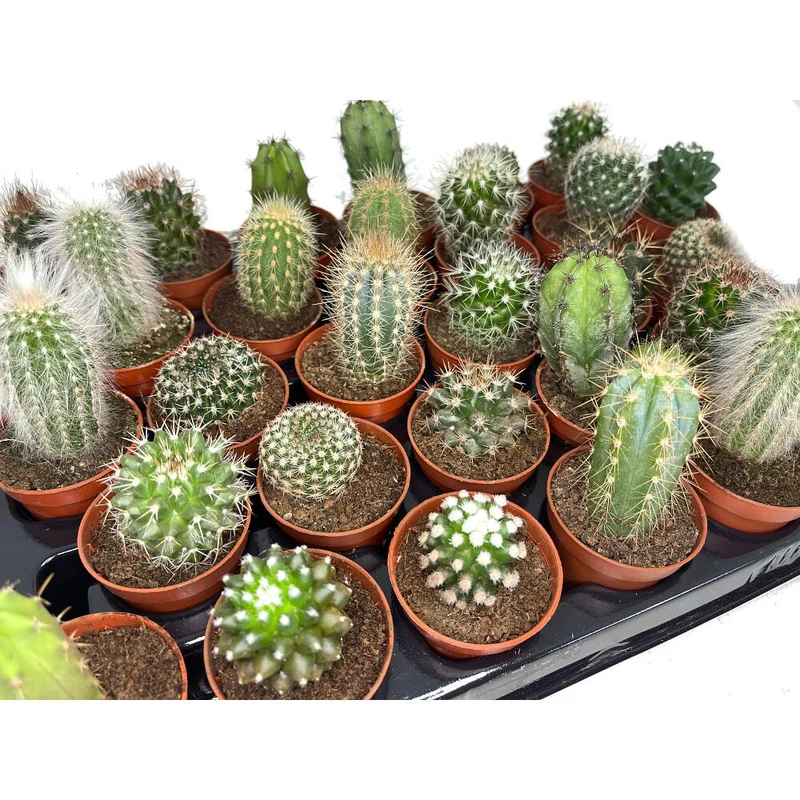 Pack 24 Cactus Variado M5