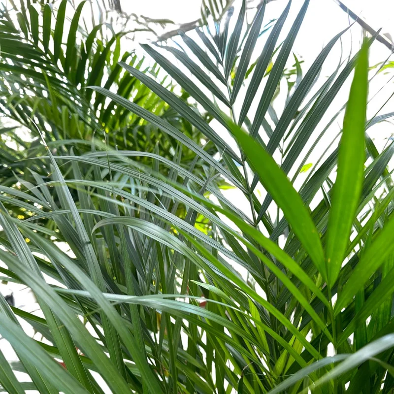 Areca Planta De Aire Limpio (areca Palm, Dypsis Lutescens) M14