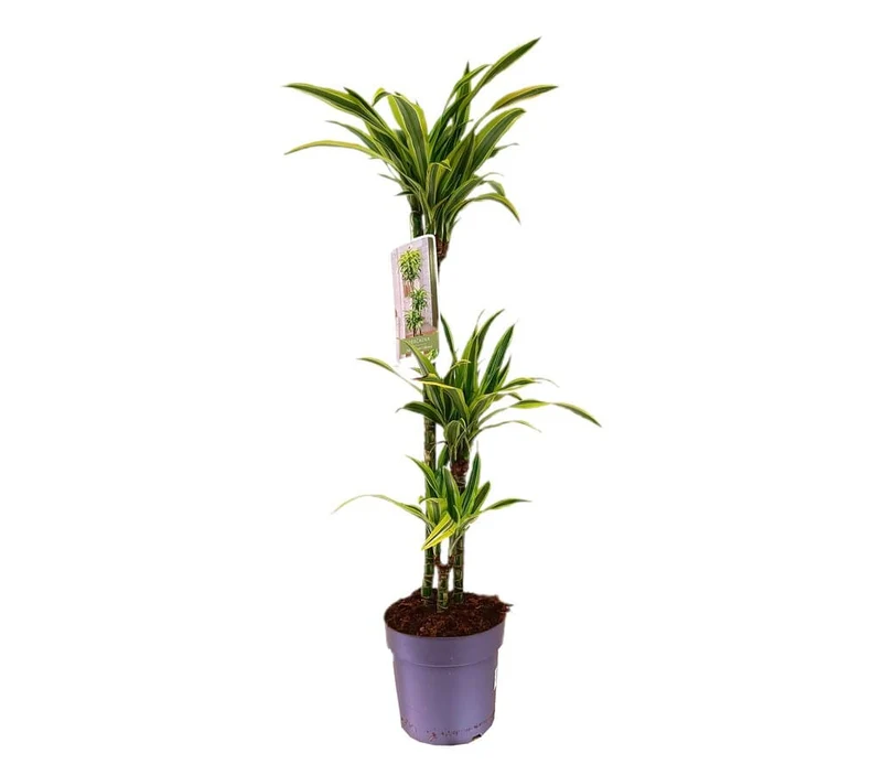Dracena Lemon Line 60-30-15 3 Troncos M20