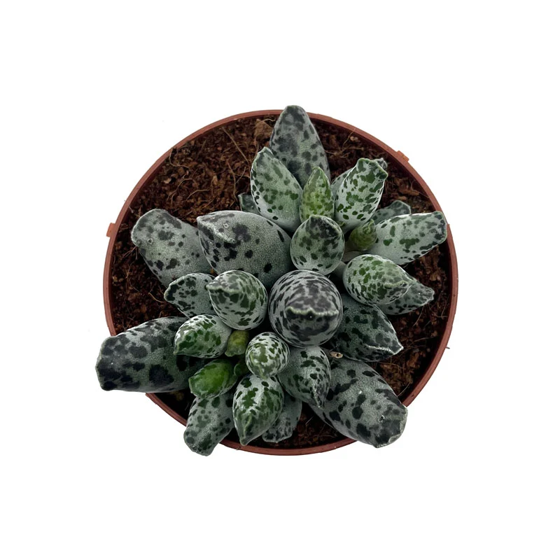 Adromischus Cooperi Var. Festivus Cactus Y Suculentas M8,5 cm Ø