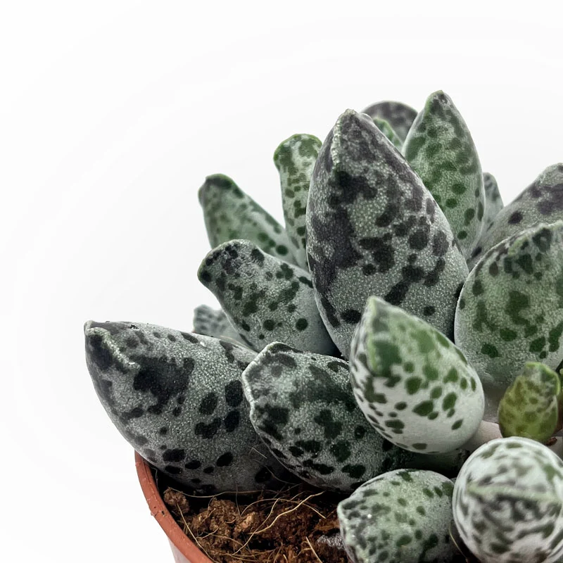 Adromischus Cooperi Var. Festivus Cactus Y Suculentas M8,5 cm Ø