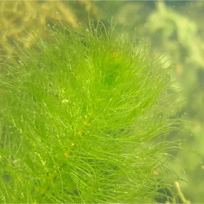 Myriophillum Verticillatum