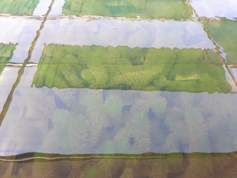 Myriophillum Verticillatum