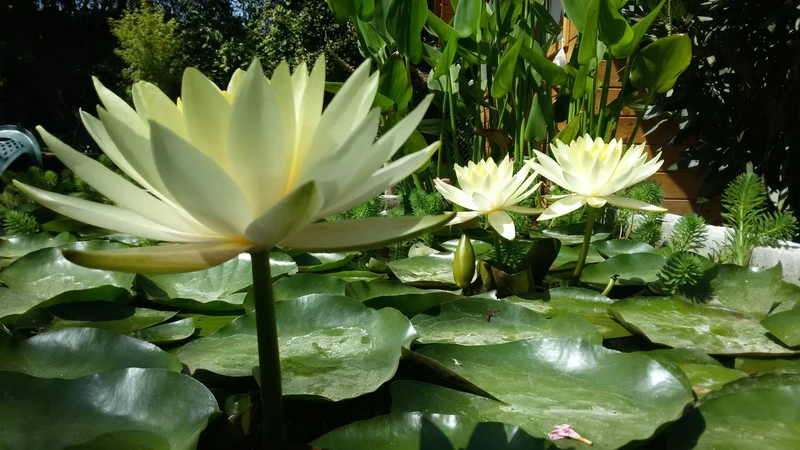Nenúfar Yellow Princess