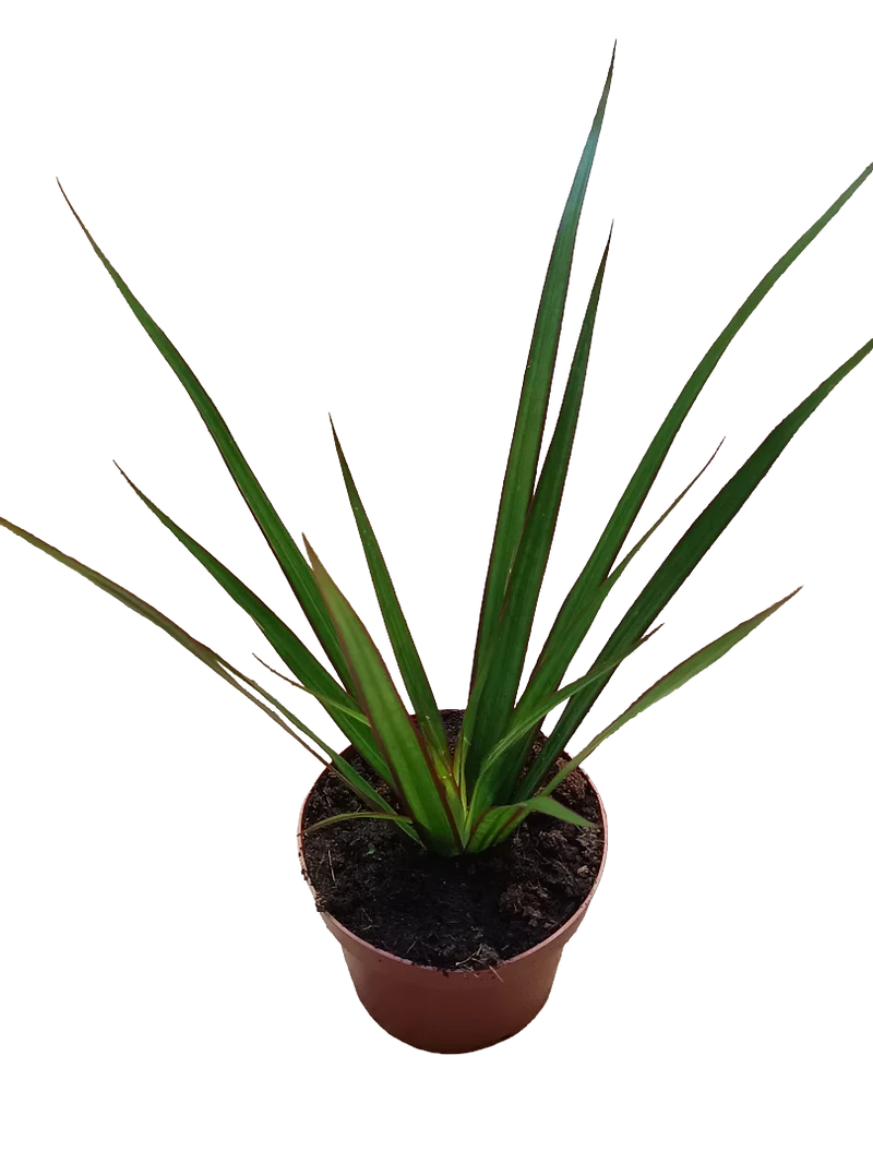 Dracaena Marginata Bicolor Verde Planta De Interior Purificante Ø9
