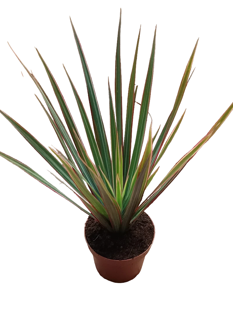 Dracaena Marginata Bicolor Variegata Planta De Interior Purificante Ø9