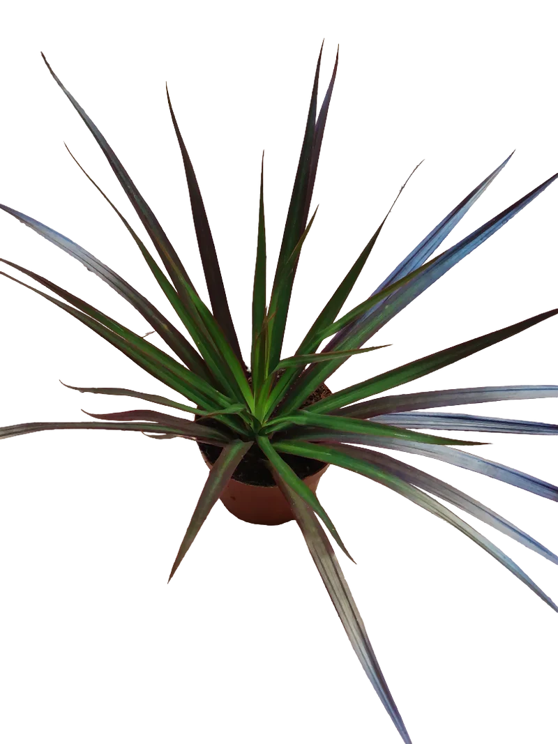 Dracaena Marginata Bicolor Roja Planta De Interior Purificante Ø9