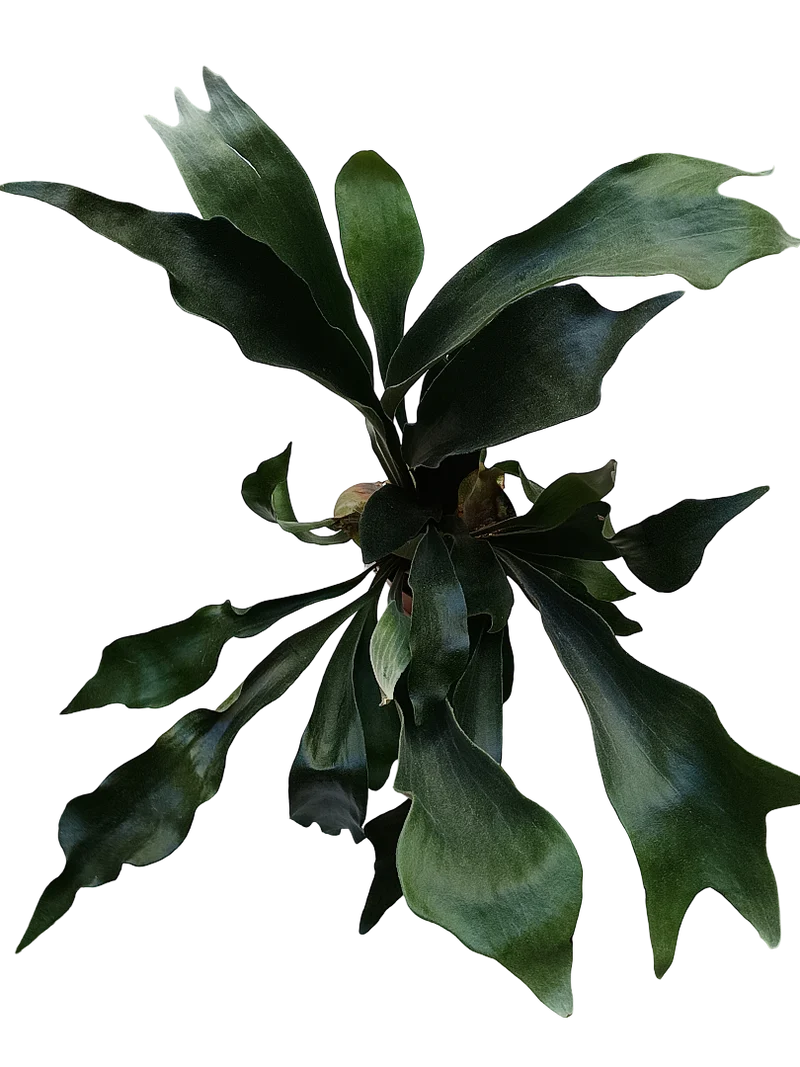 Platycerium Bifurcatum Helecho Raro, Plantas