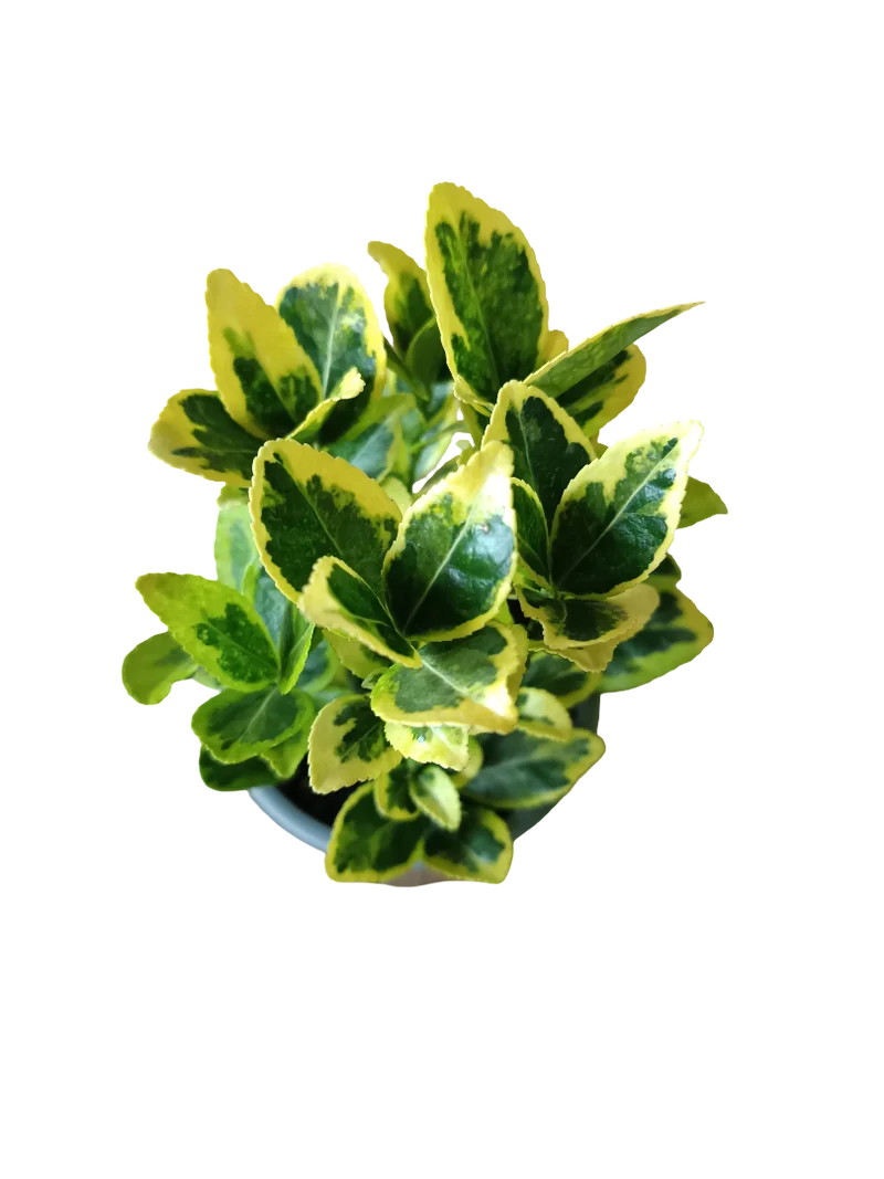Euonymus Japonicus Variegata Ø8 Planta De Exterior