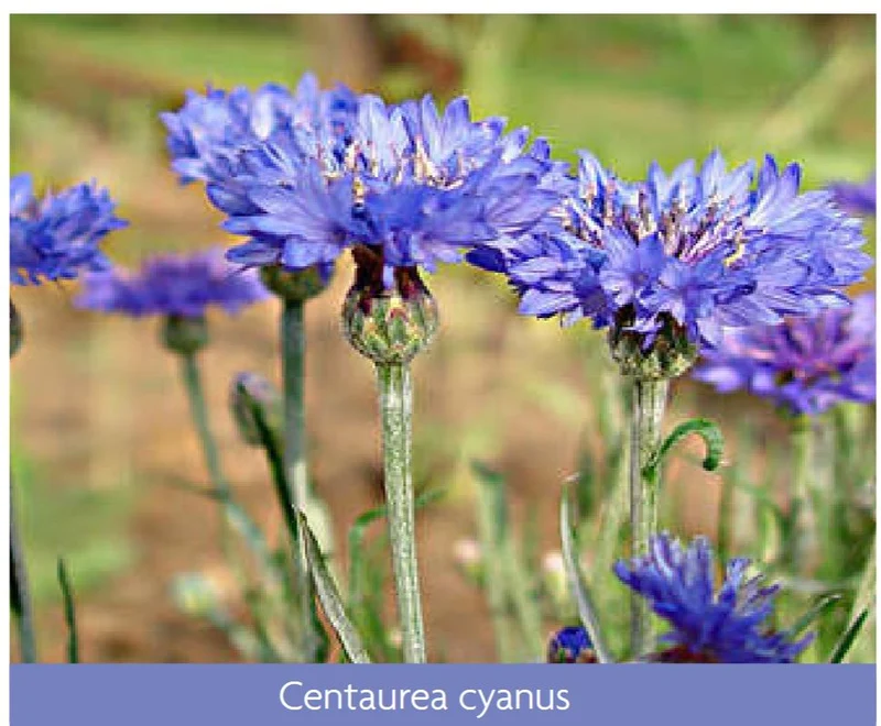 Semillas Centaurea Cyanus Azul 50g