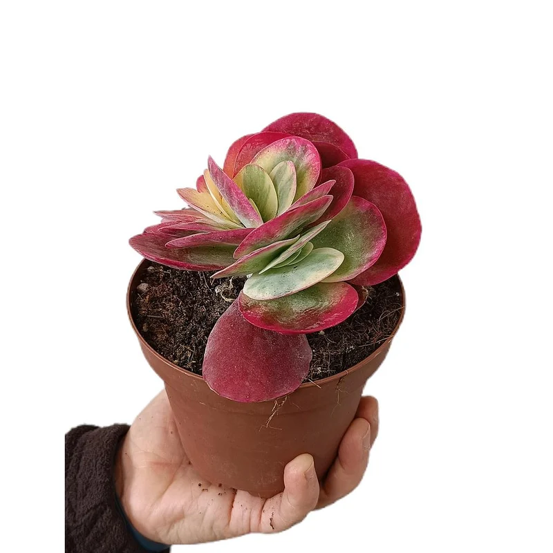 Kalanchoe Thyrsiflora Variegata M13