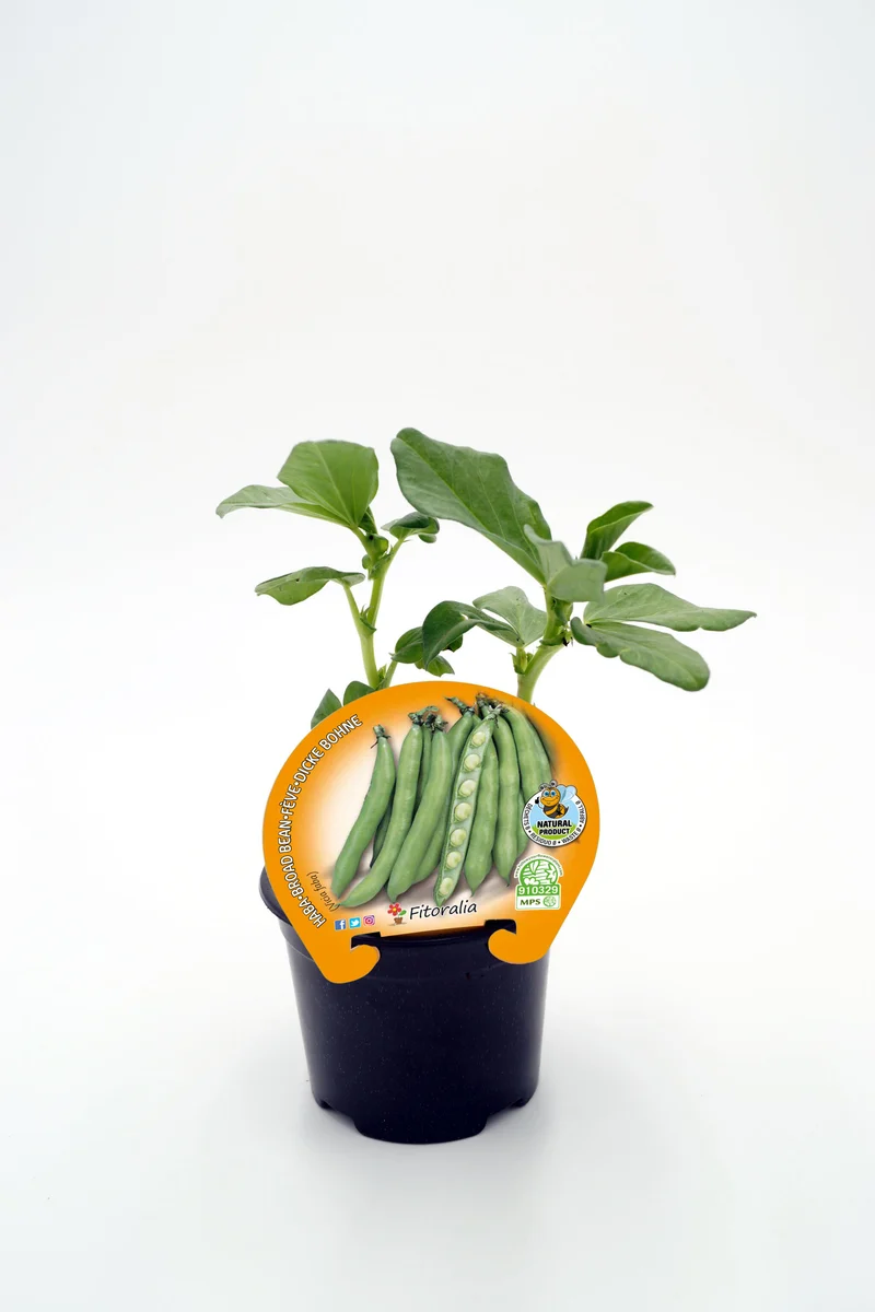 Plantón Haba En Maceta 10,5 Cm. Natural - Fitoralia