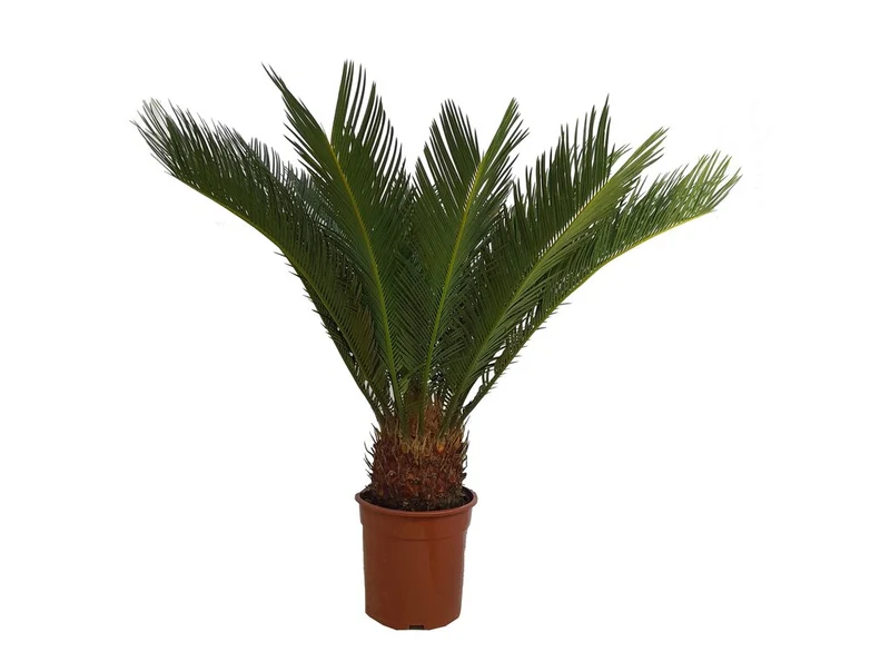 Cyca Revoluta M24 80cm