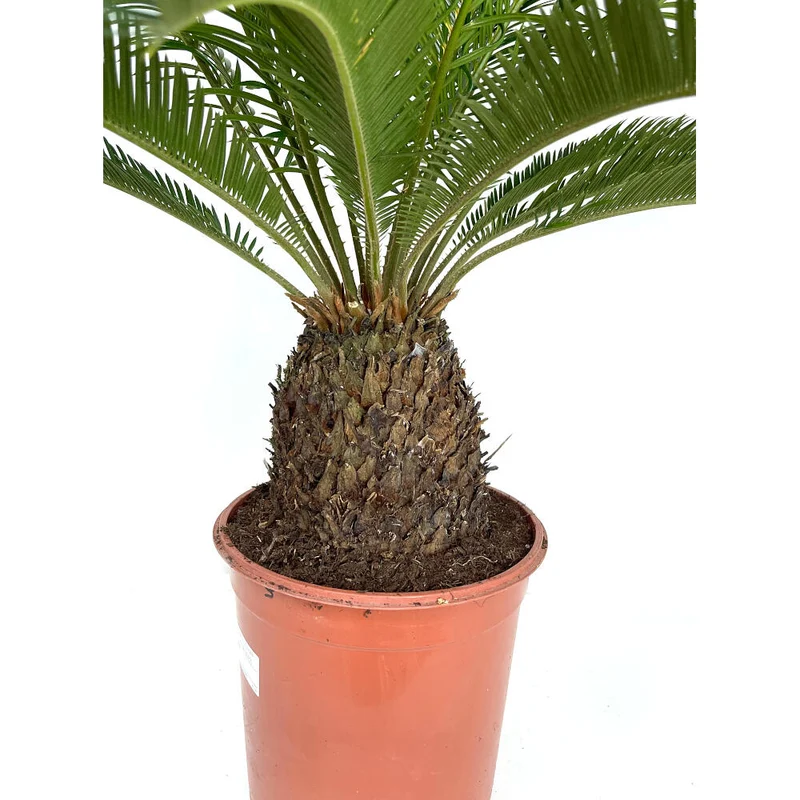 Cyca Revoluta M24 80cm