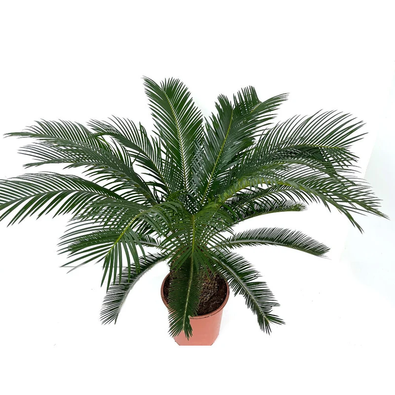 Cyca Revoluta M24 80cm