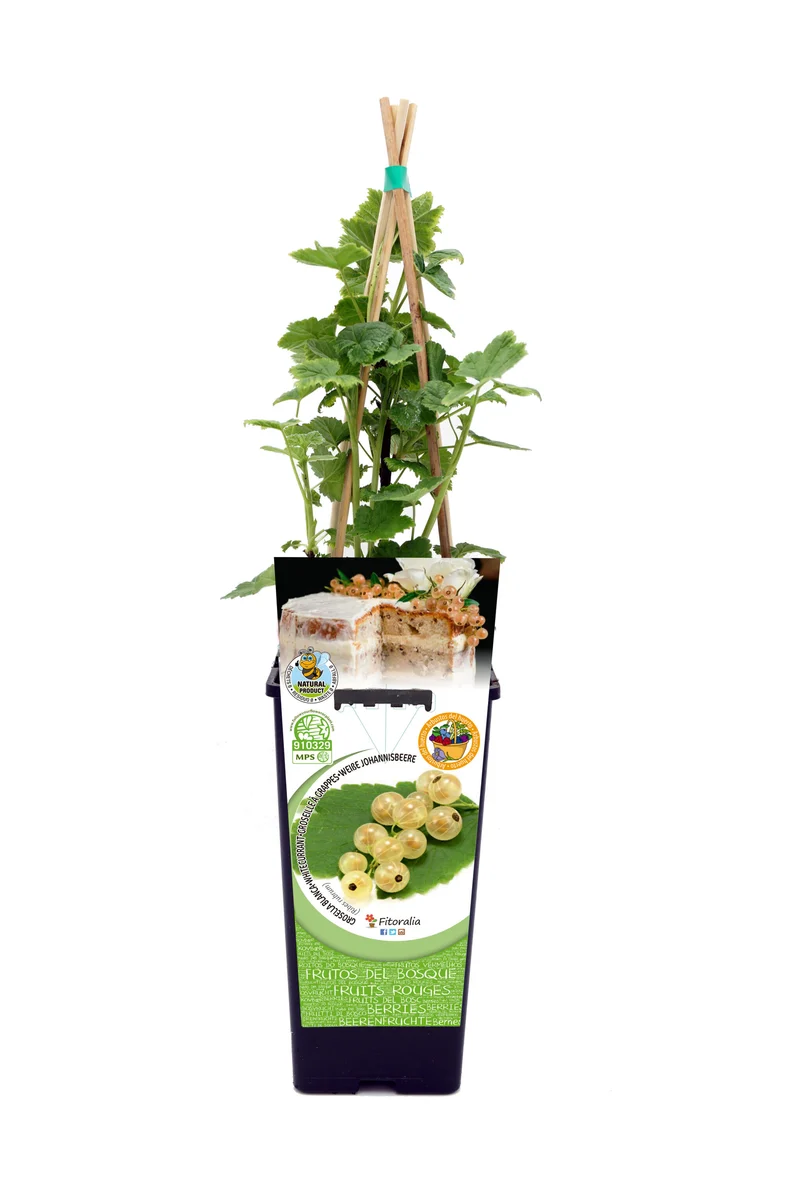 Grosella Blanca En Maceta 2 L. Natural - Fitoralia
