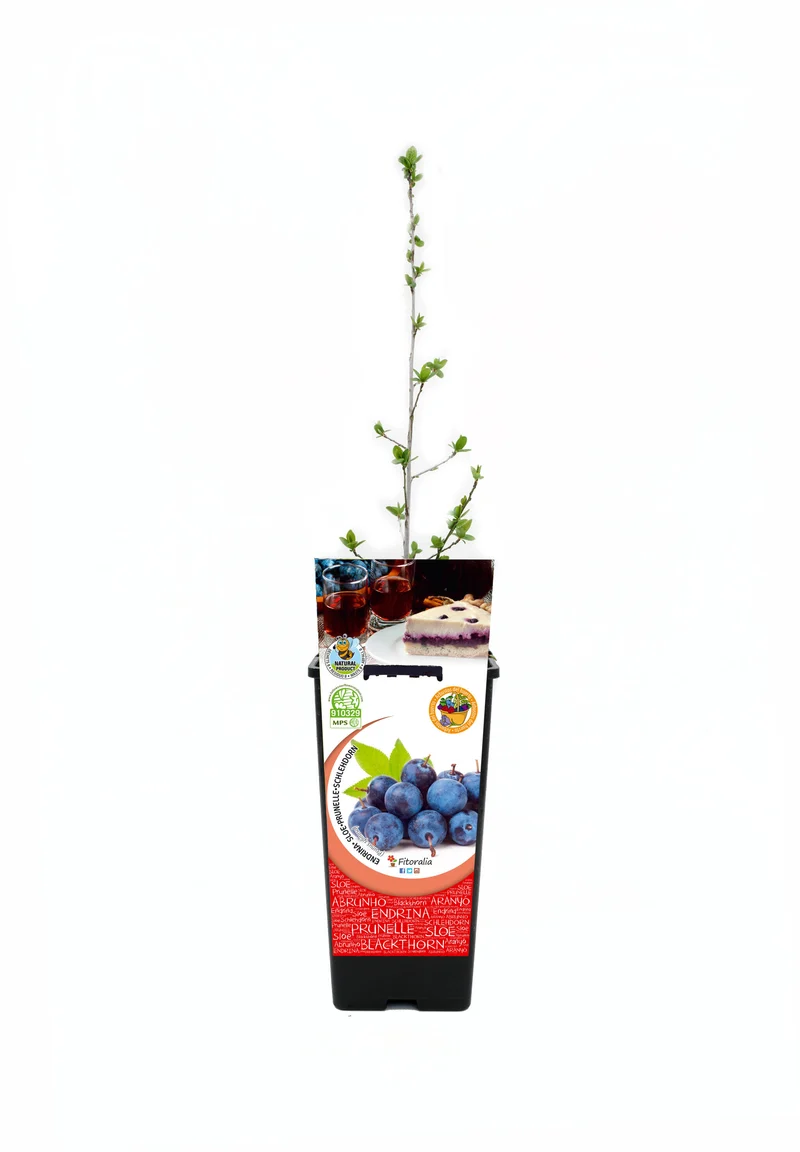 Endrino En Maceta 2 L. Natural - Fitoralia