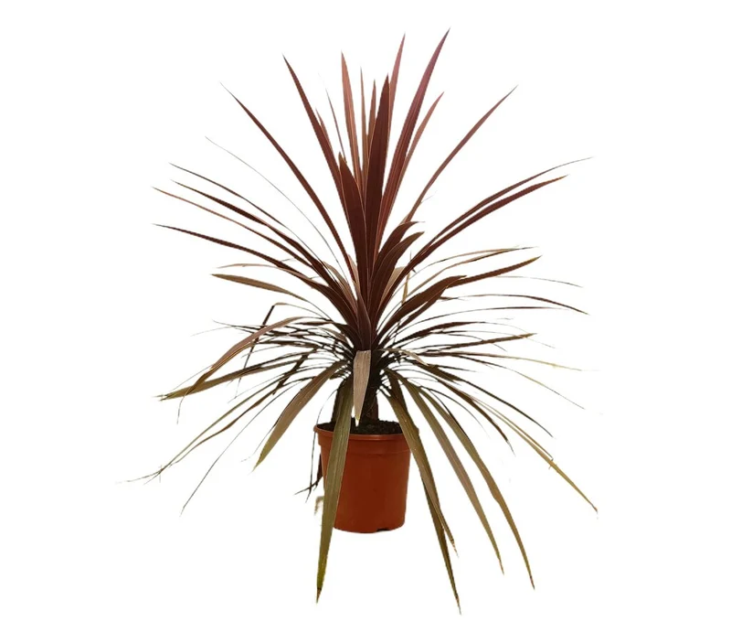 Cordyline Red Star M24 120cm