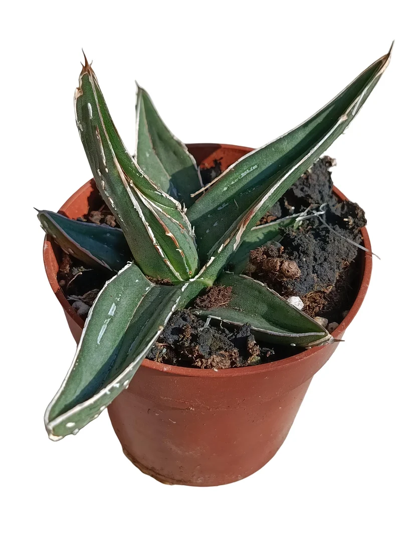 Agave Nigra Planta Suculenta Natural Ø8