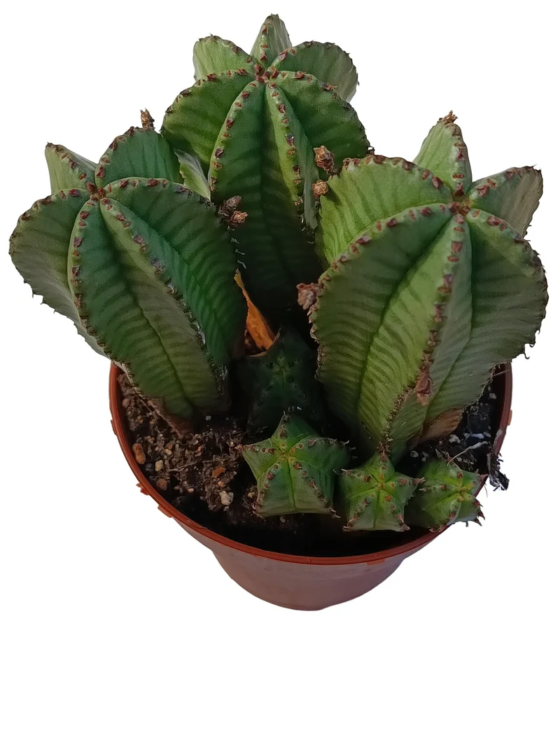 Euphorbia Anoplia Planta Suculenta Natural Ø8