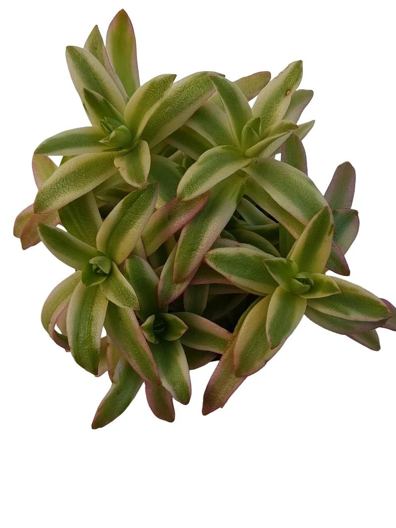 Crassula Campfire Variegata Planta Suculenta Natural Ø8