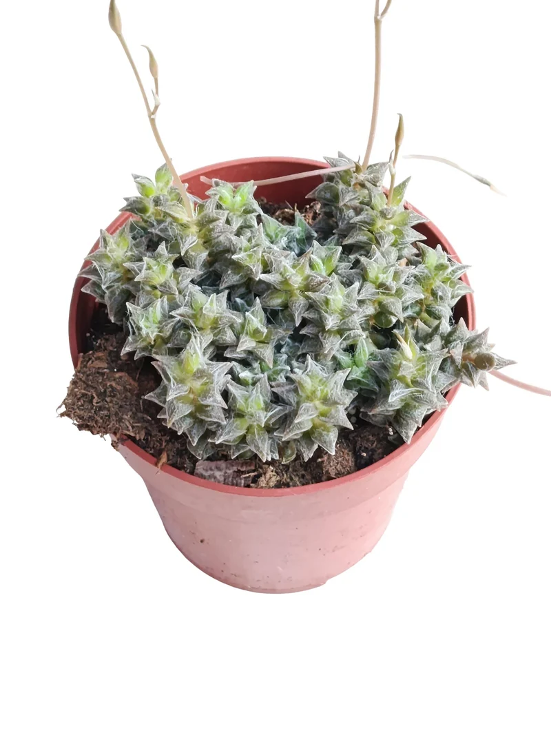 Anacampseros Arachnoides Planta Suculenta Natural Ø8